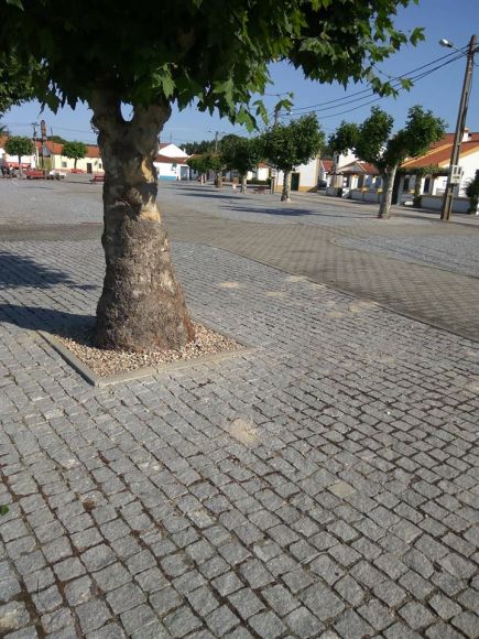 A junta de freguesia procedeu à colocação de seixo nas bases dos canteiros das árvores 